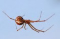 /album/linyphiidae/linyphia-triangularis-4-jpg/